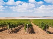 В Виноградном строится винодельческое хозяйство