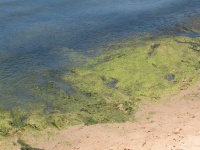 Пляжи Анапы очистили от морских водорослей!