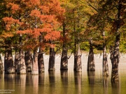 Осенние кипарисы в озере Сукко