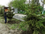 В парке станицы Гостагаевской высадили хвойные деревья