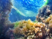 Подводное царство Анапы