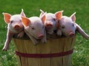 На курорте принимаются дополнительные меры по недопущению чумы свиней