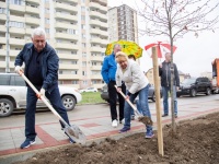 В минувшие выходные в Анапы высаживали платаны