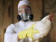 Противостоять птичьему гриппу можно только совместными усилиями