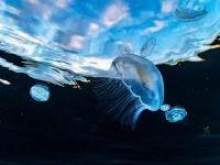 Медузная феерия на высоком берегу в Анапе
