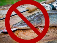 В Анапском районе вступает в силу запрет на рыбалку!