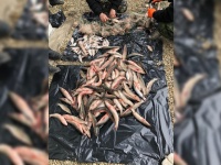 Рыбалка в Анапском районе на 700 тысяч и уголовное дело