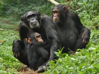 В Сочи 5 тыс. 700 обезьян подготовили к испытаниям вакцины от коронавируса
