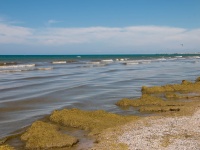 Ежегодная проблема Анапы: цветущее море или камка