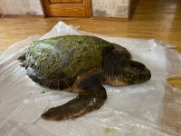 В Анапе оказывают помощь средиземноморской черепахе