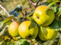 Кубанские фермеры передали 12 тысяч саженцев яблони для жителей Мелитополя