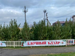 Ёлочные базары Анапского района 2024