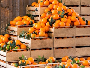 В порту Новороссийска задержали 20 партий апельсинов из Турции зараженных плодовой мухой