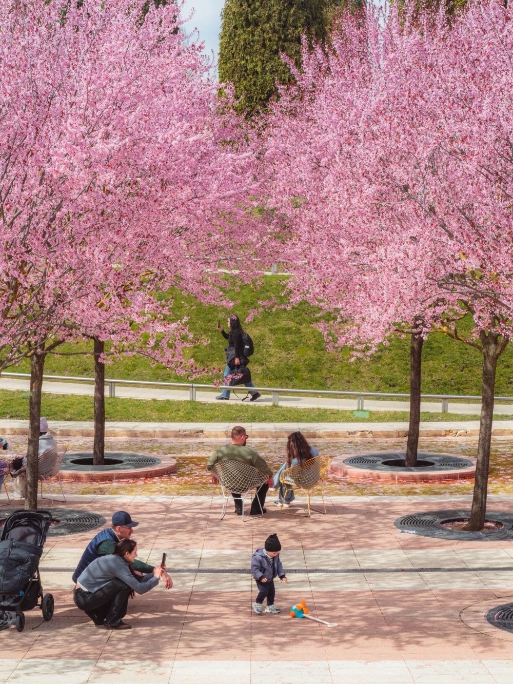 Цветение декоративных слив Нигри | Парк Галицкого | Краснодар